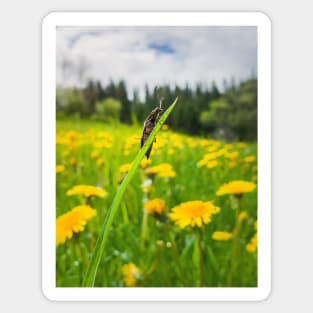 beetle in the dandelion field Sticker